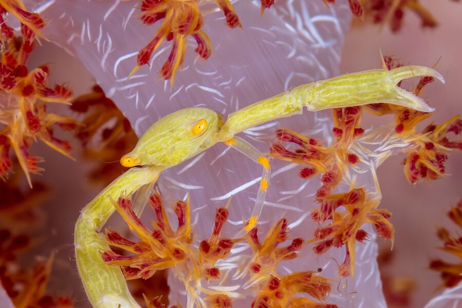 close up image of a micro yellow crab on bright pink and orange coral