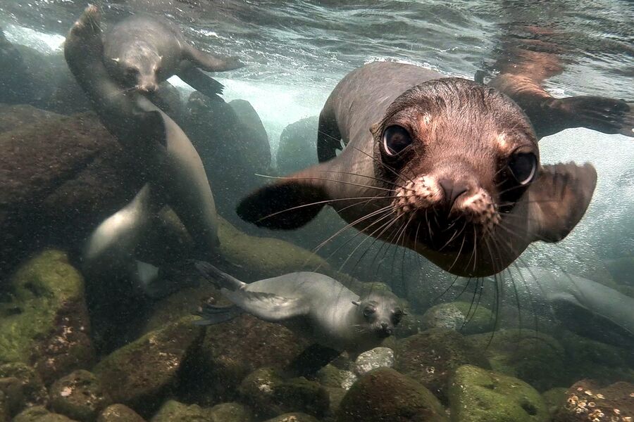 close up image of a sealion diving under water
