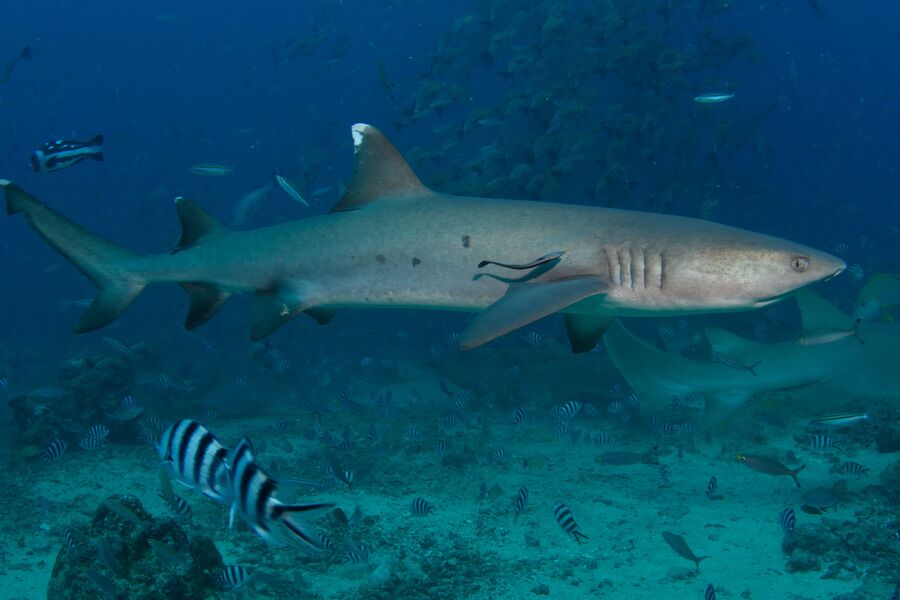 photo of a white tip shark swimming close to the seafloor at night