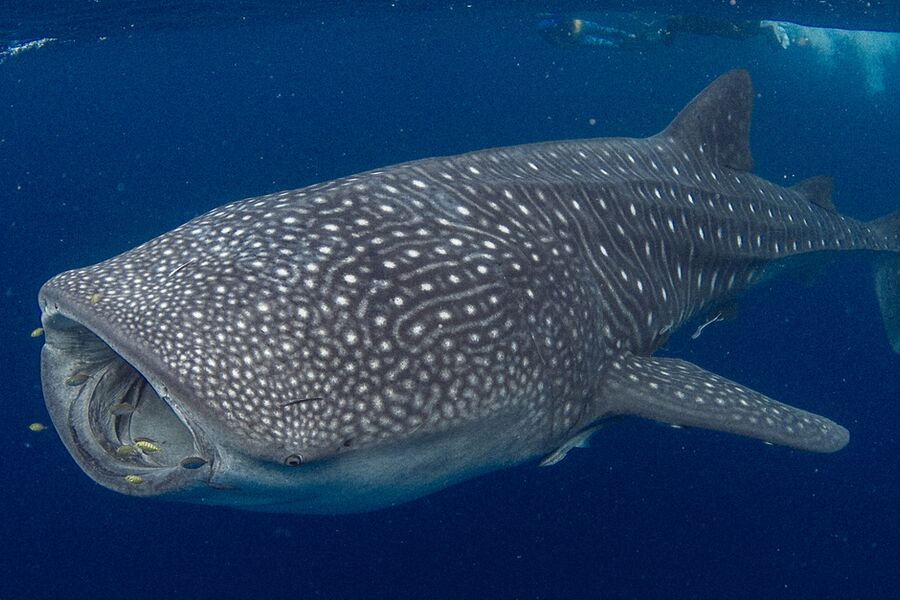 close up of a whale shark swimming with an open mouth close to the waters surface