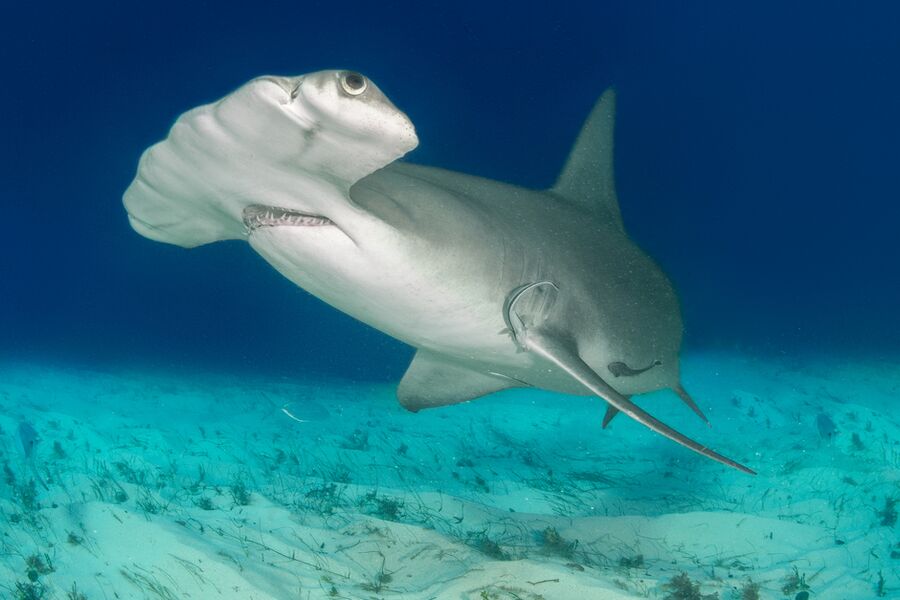 close image of a hammerhead shark's head underwater close to the sea floor