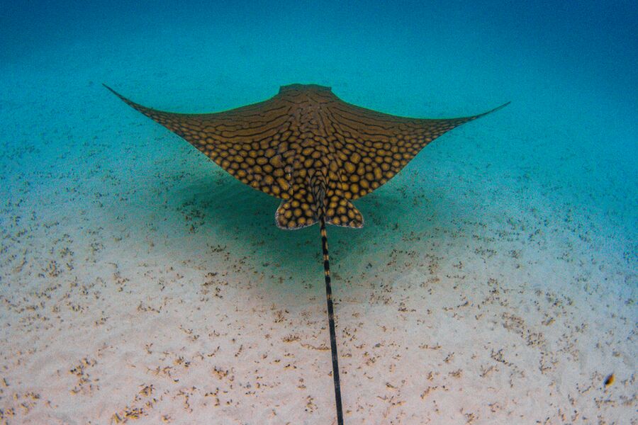 oranate eagle ray swimming away into clear blue water close to sandy seabed