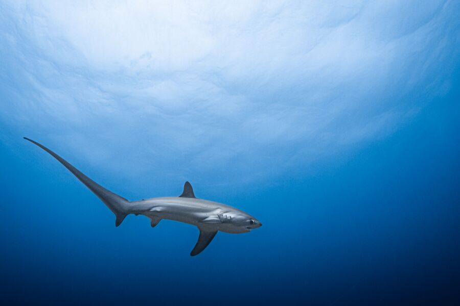 Thresher shark swimming out in the blue water close to the surface