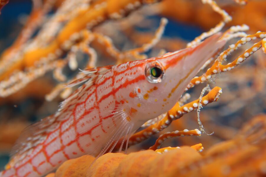 macro photography of a small orange fish on orange coral