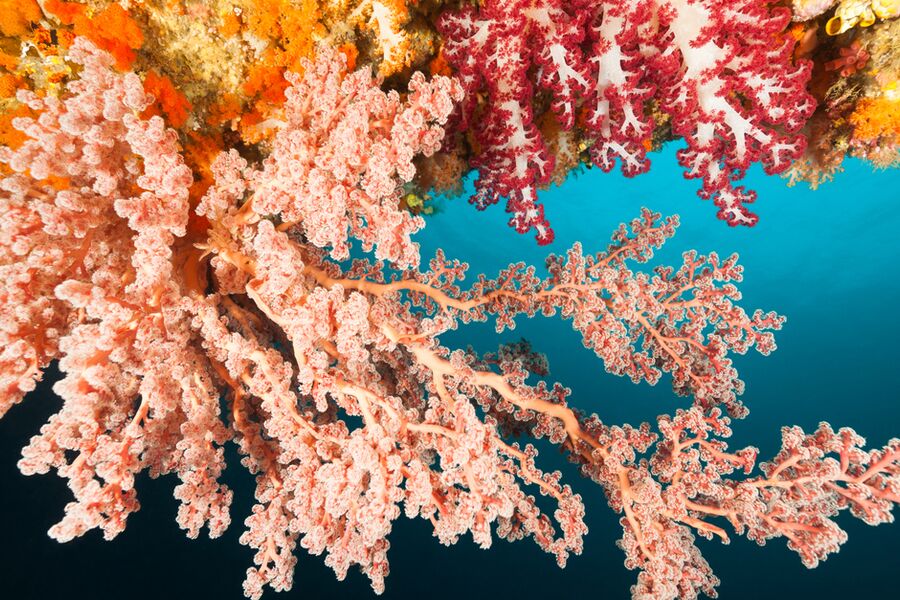 yellow, orange, red and pink corals with a deep blue ocean background