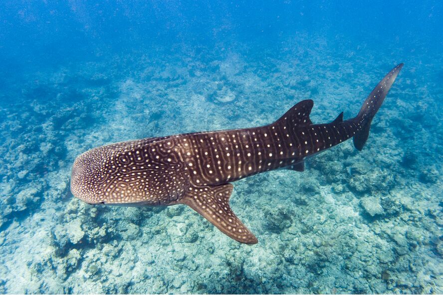 above photo of a whale shark swimming in clear water with sun light piercing through the water surface
