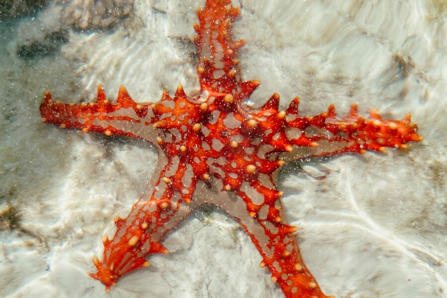 underwater photo of a red star fish rest of the sandy seabed