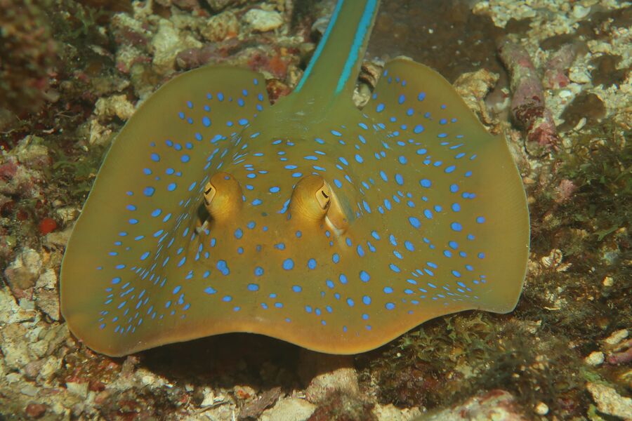 blue spotted ray swimming along hard coral