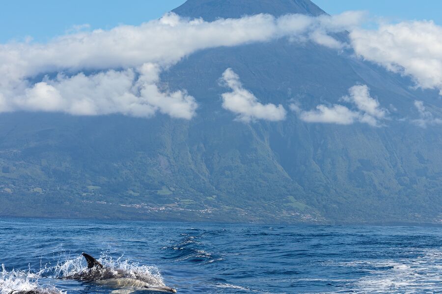 three common dolphins on the waters surface with mountains in the background