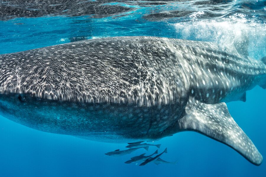 close up image of a whale shark swimming close to the waters surface