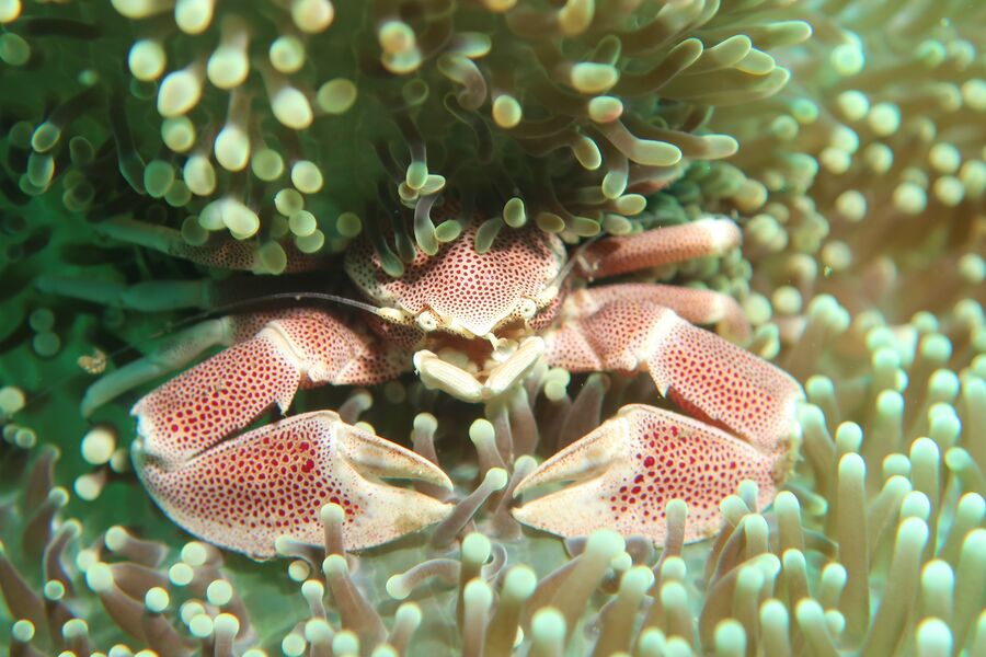 maco photography of a red and white crab in corals