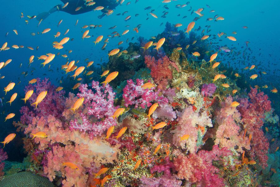 diver with a torch swimming over pink, yellow and orange corals with lots of tropical fish