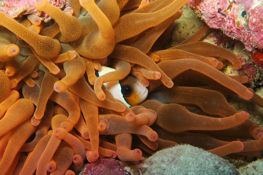 close image of a clown fish hiding in a sea anemona