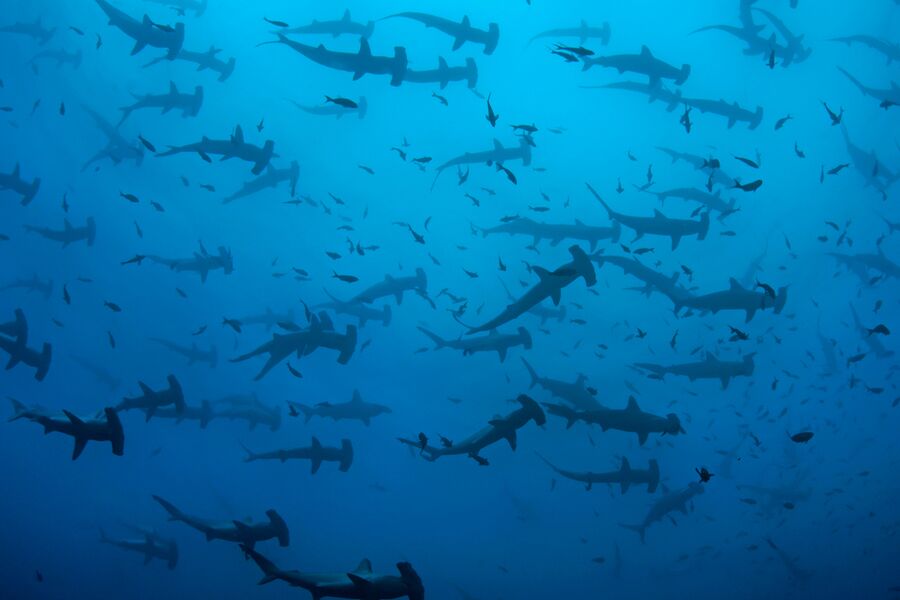 hundreds of hammerhead sharks swimming overhead