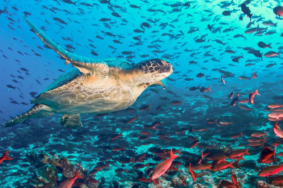 turtle swimming with hundreds of red fish over hard coral