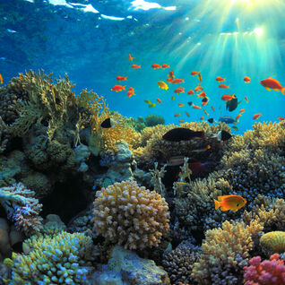Coral reef with fish swimming around and sun rays coming down