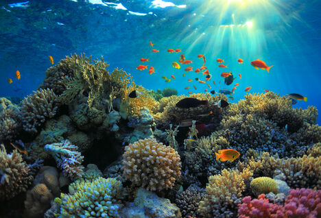 Coral reef with fish swimming around and sun rays coming down