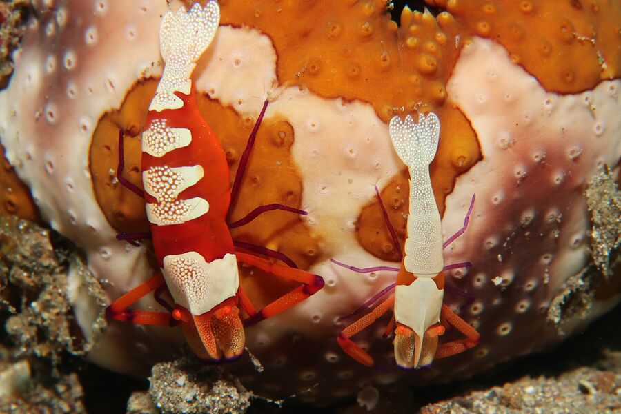Close image of a orange shrimp on some coral underwater