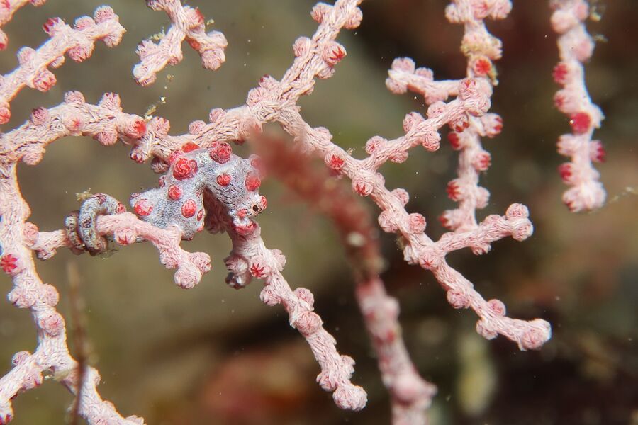 underwater close up image of a pink seahorse resting on pink coral