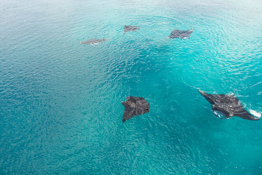 Above water view of manta rays swimming in blue water