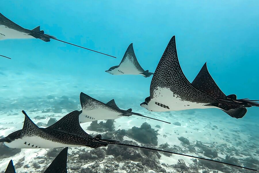 underwater photo of eagle rays swimming in clear blue waters
