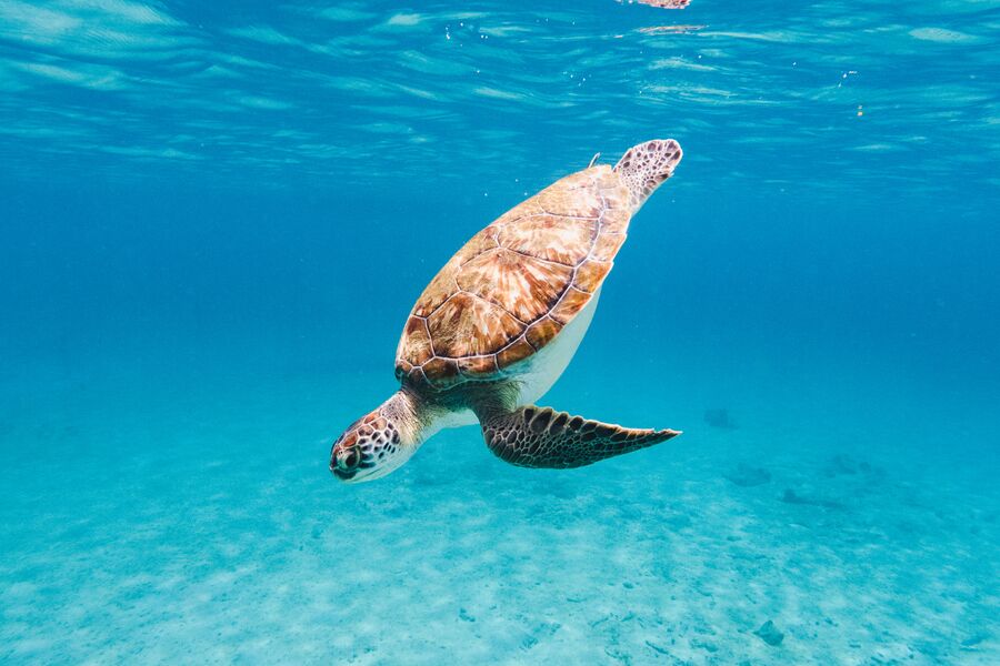 underwater image of a green sea turtle diving from the water surface in clear waters.