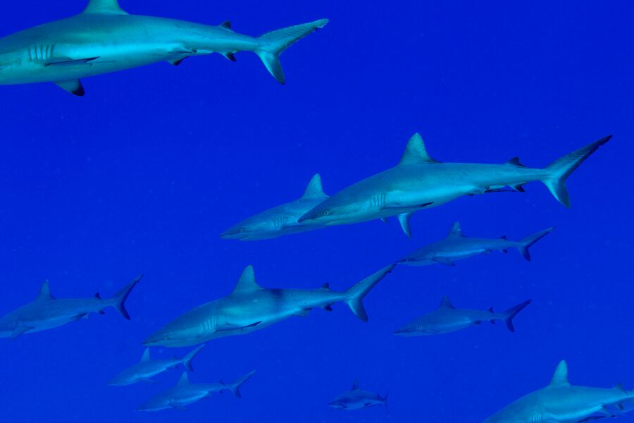 Underwater photo of a group of reef sharks swimming in blue water