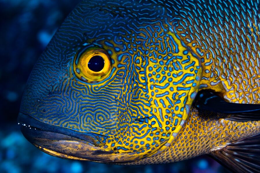 Close image of a Midnight Snapper Macolor's face under water showing the blue and yellow pattern