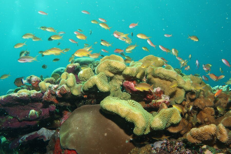 A school of yellow tropical fish swim over coral in blue waters