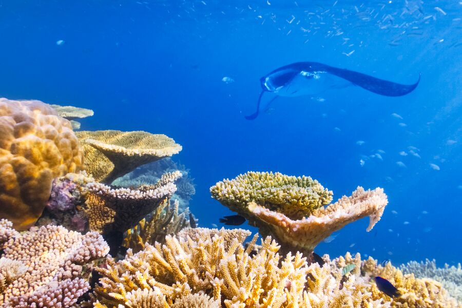 Underwater photo of vibrant corals with a manta ray in the background