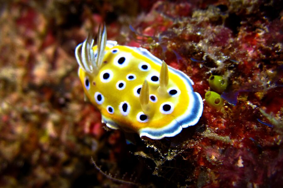 A yellow nudibranch with white spots on coral in shallow waters