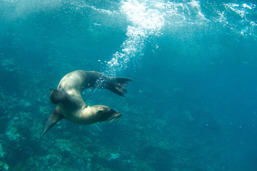 underwater photo of a playful sea lion twirling in clear waters