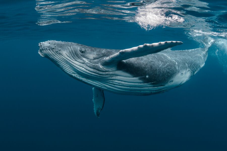 A humpback whale swims close to the waters surface in clear water