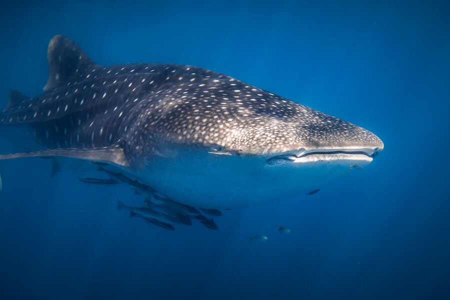 Underwater photo of a whale shark swimming with cleaner fish just below it