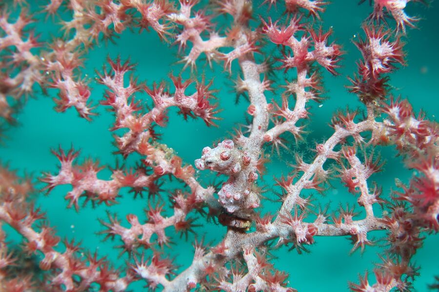 Underwater close image of a pink and white seahorse with its tail curled around matching coral