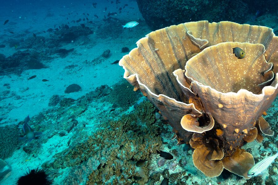underwater photo showing a diver swimming close to a huge funnel coral with reef fish swimming near by.