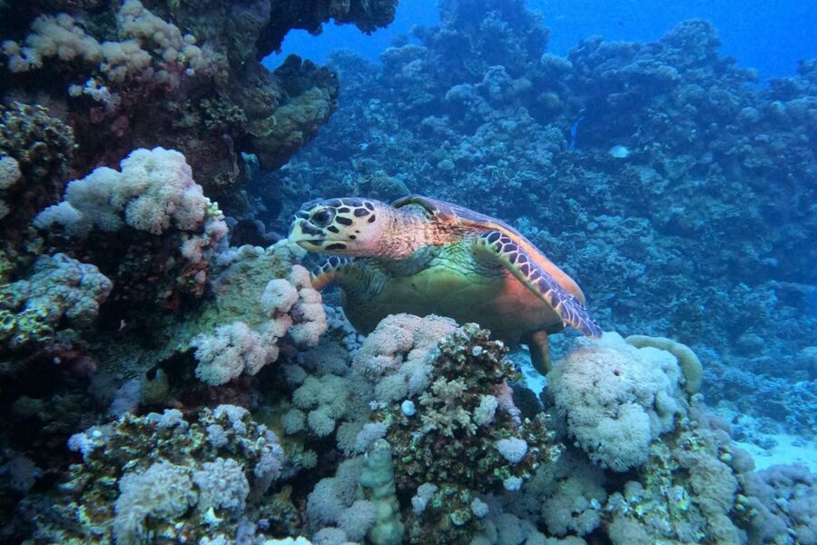 Photo of a green turtle resting on some coral in cool blue waters