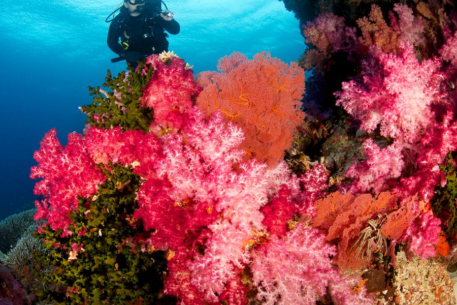 Female diver swims over a large soft coral in Fiji
