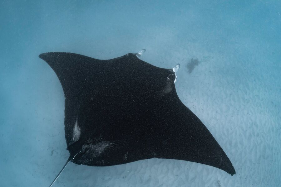 above shot of a manta ray swimming in cool blue waters