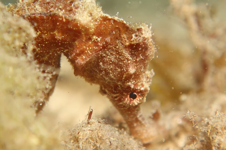 close up image of a light brown seahorses' head close to sand