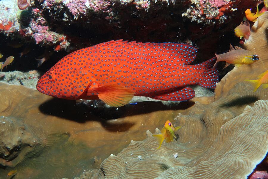 underwater photo of a red fish swimming close to sand coloured coral
