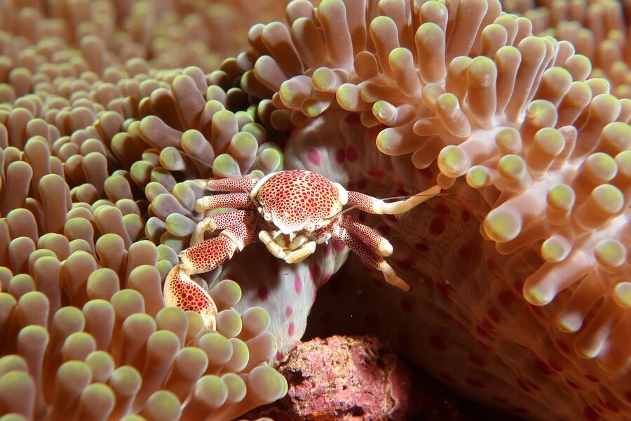close immage of a light orange and whit spotted crab wrsting among bight anemones