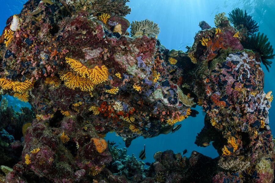 underwater photo of healthy dark corals with some yellow patches