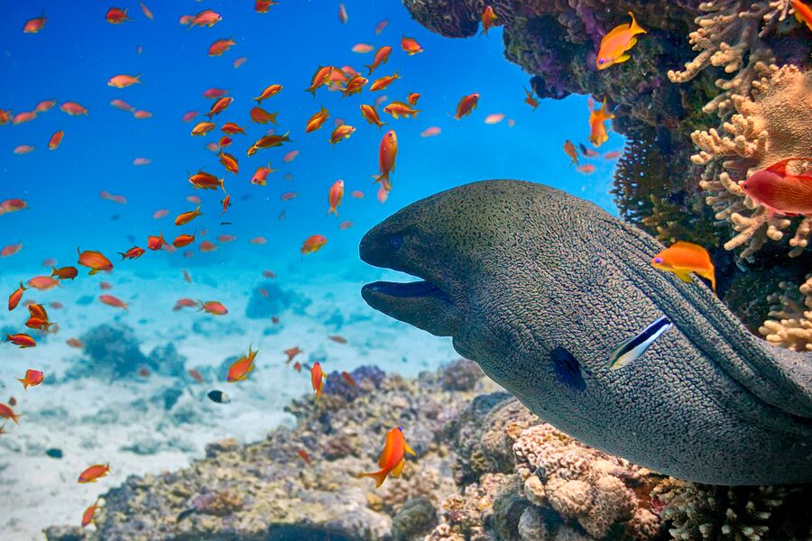 Moray eel in the cave of the coral reef with red tropical fish swimming by
