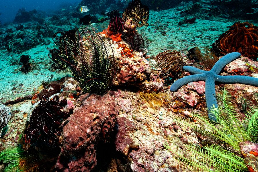 Underwater photo of a blue sea star resting on coral wth sun light coming through