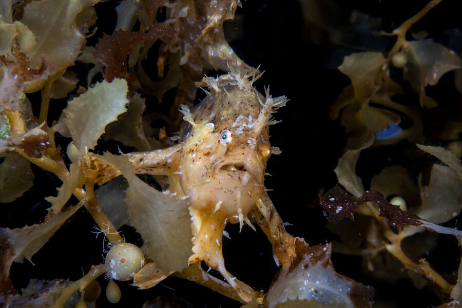 A frogfish floats just under the surface in a raft of algae