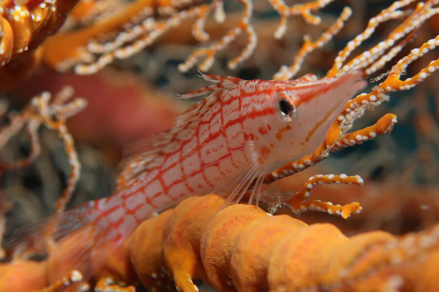 close up image of a small reef fish with an orange pattern hiding among orange coral