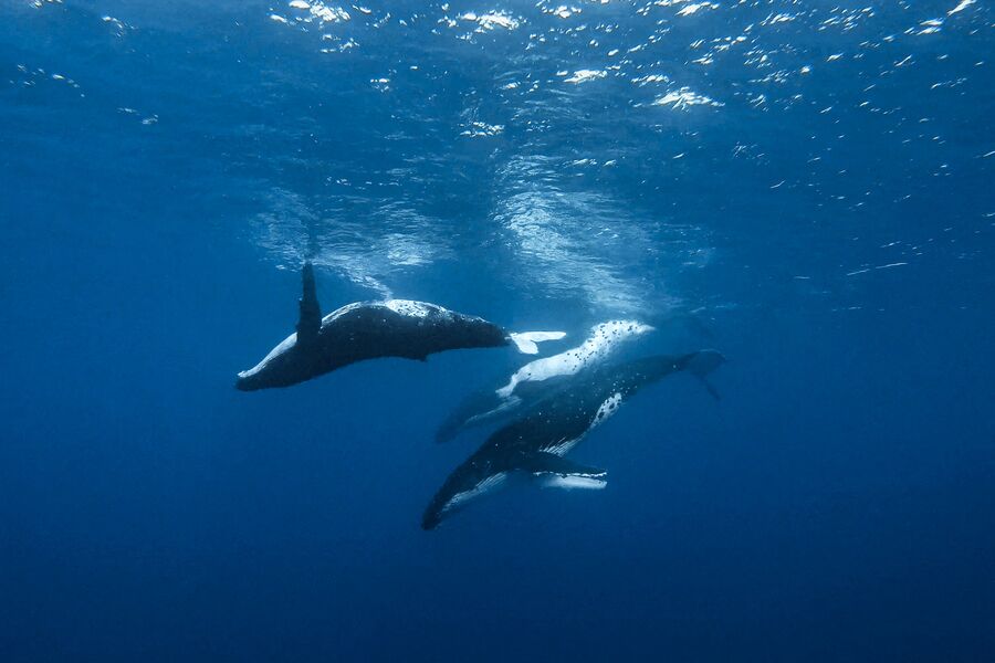 Three humpback whales dive from the water surface into dark blue waters