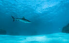A Reef Shark in Truk Lagoon