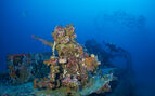 underwater photo of a coral covered machine gun sitting on the front of a sunken boat ith a diver exploring in the background